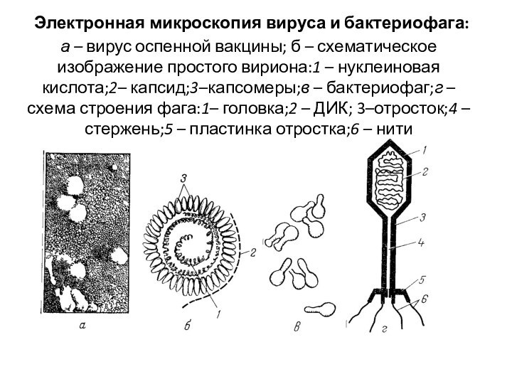 Электронная микроскопия вируса и бактериофага: а – вирус оспенной вакцины; б