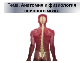 Анатомия и физиология спинного мозга