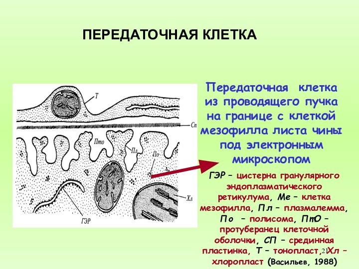 ПЕРЕДАТОЧНАЯ КЛЕТКА Передаточная клетка из проводящего пучка на границе с клеткой мезофилла