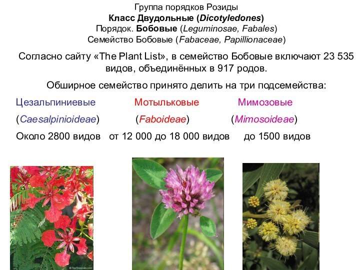 Группа порядков Розиды Класс Двудольные (Dicotyledones)Порядок. Бобовые (Leguminosae, Fabales)Семейство Бобовые (Fabaceae, Papillionaceae)Согласно