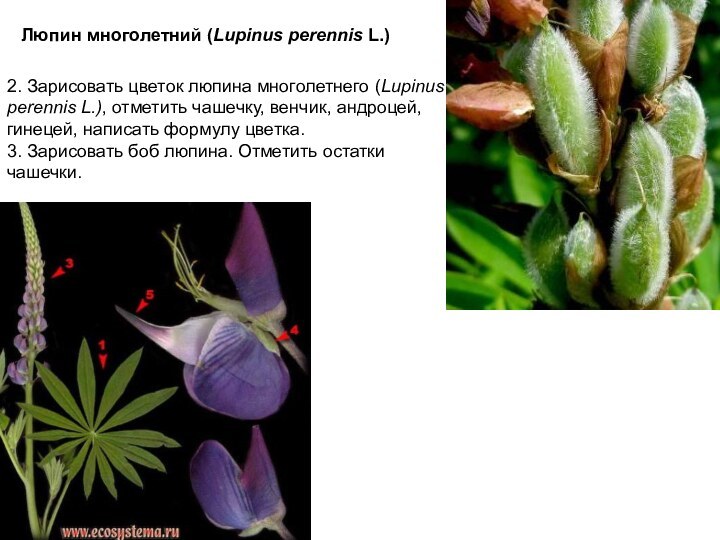 Люпин многолетний (Lupinus perennis L.)2. Зарисовать цветок люпина многолетнего (Lupinus perennis L.),