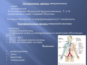 Центральные органы иммуногенеза