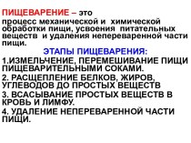 Пищеварение. Этапы пищеварения: