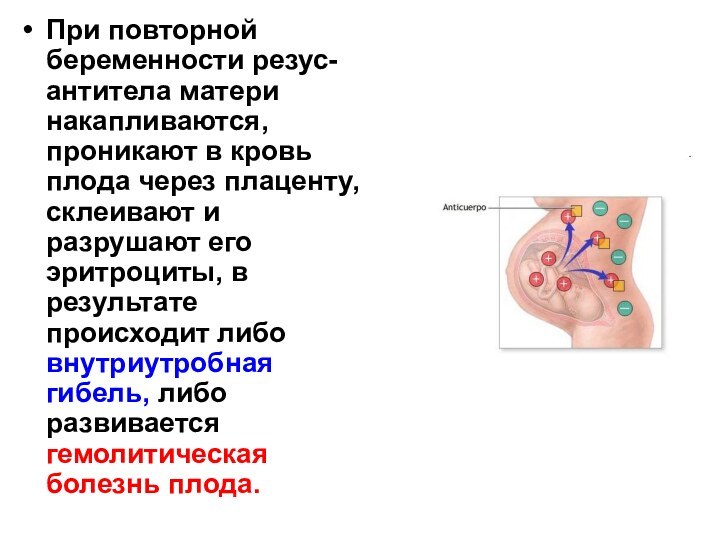 При повторной беременности резус-антитела матери накапливаются, проникают в кровь плода через плаценту,