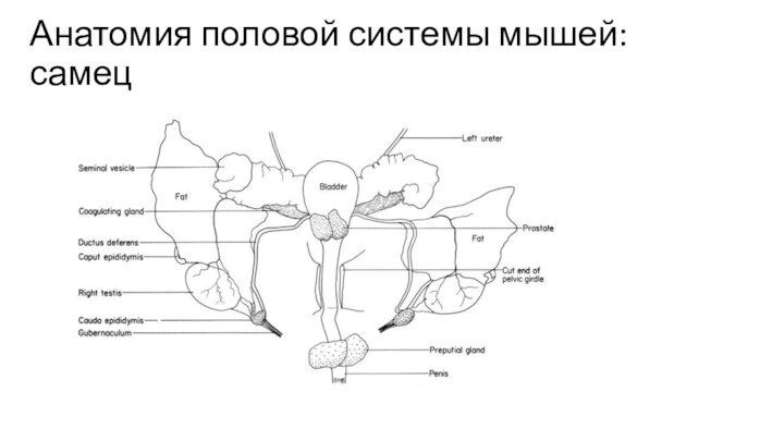 Анатомия половой системы мышей: самец