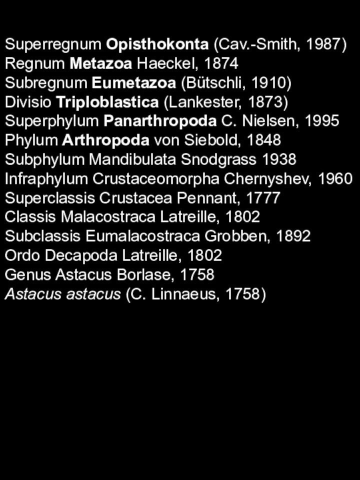 Superregnum Opisthokonta (Cav.-Smith, 1987)Regnum Metazoa Haeckel, 1874Subregnum Eumetazoa (Bütschli, 1910)Divisio Triploblastica (Lankester,