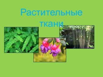 Растительные ткани