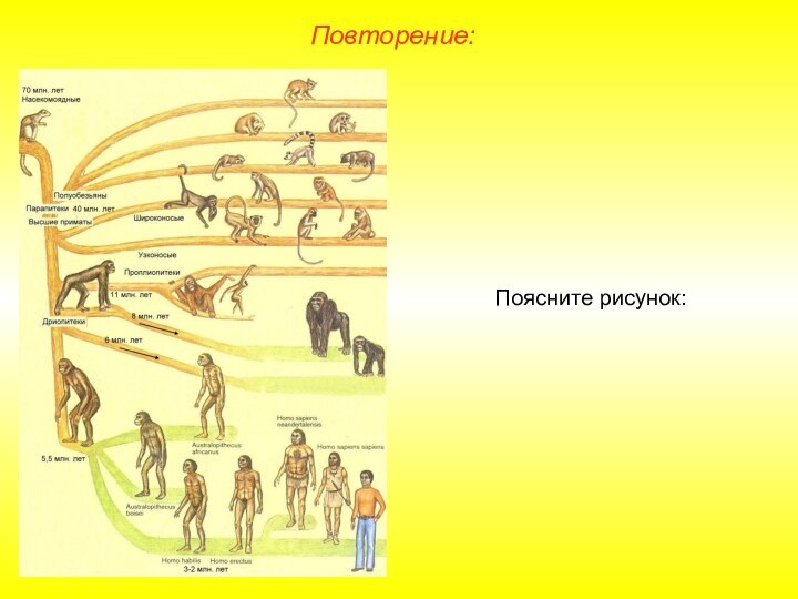 Поясните рисунок:Повторение: