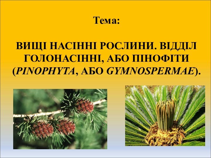 Тема:  ВИЩІ НАСІННІ РОСЛИНИ. ВІДДІЛ ГОЛОНАСІННІ, АБО ПІНОФІТИ (PINOPHYTA, АБО GYMNOSPERMAE).