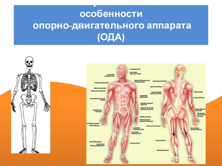 Анатомо-физиологические особенности  опорно-двигательного аппарата (ОДА)  у подростков