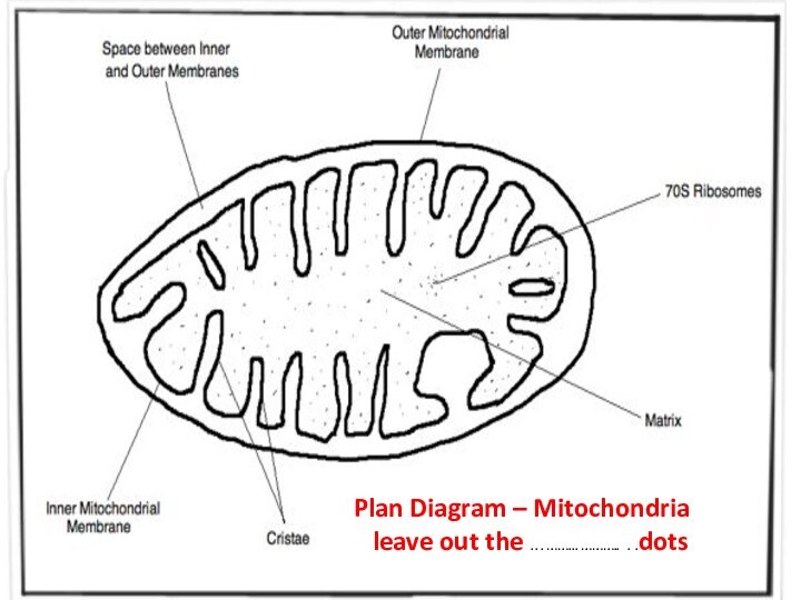Plan Diagram – Mitochondria  leave out the . . . ……... ………..  . .dots
