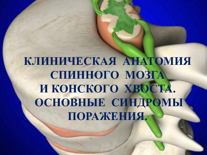 КЛИНИЧЕСКАЯ АНАТОМИЯ СПИННОГО МОЗГА И КОНСКОГО ХВОСТА. ОСНОВНЫЕ СИНДРОМЫ ПОРАЖЕНИЯ.