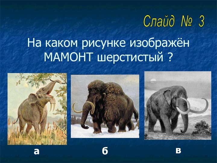 На каком рисунке изображён МАМОНТ шерстистый ?абвСлайд № 3