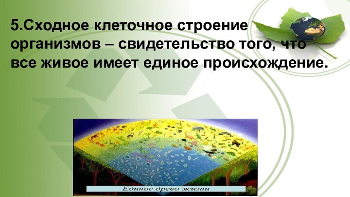 5.Сходное клеточное строение организмов – свидетельство того, что все живое имеет единое происхождение.