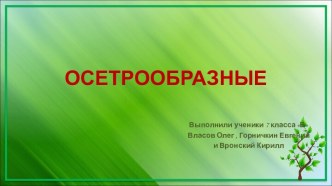 Осетрообразные. Отряд лучепёрых рыб из подкласса хрящевых ганоидов