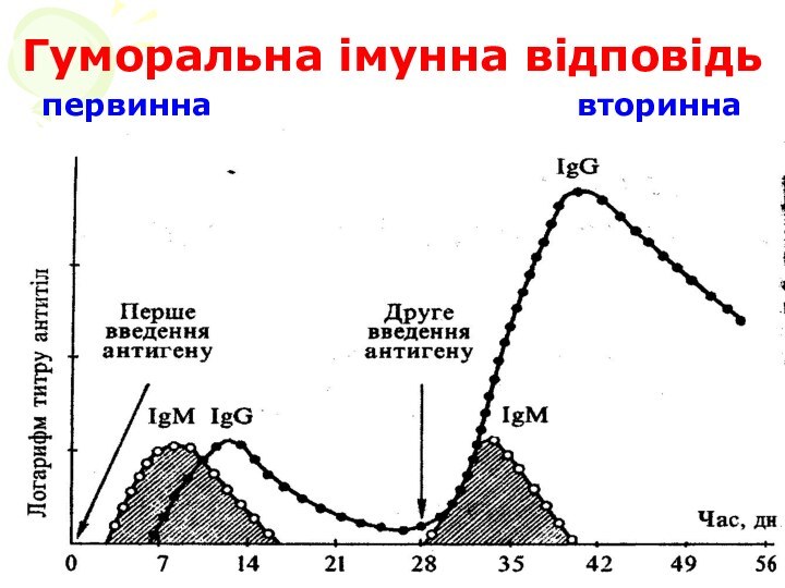 Гуморальна імунна відповідьпервинна