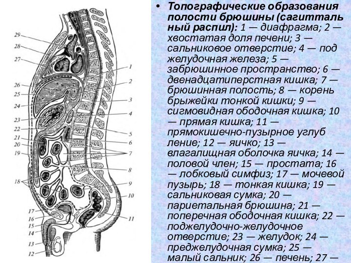 Топографические образования полости брюшины (сагитталь­ный распил): 1 — диафрагма; 2 — хвостатая доля