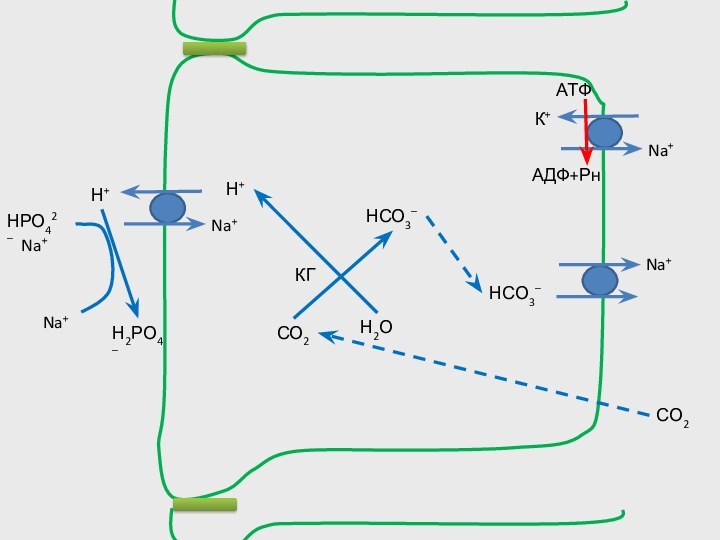 Na+К+АТФАДФ+РнН+НРО42–Н2РО4–Н+НСО3–Н2ОСО2КГНСО3–СО2Na+Na+