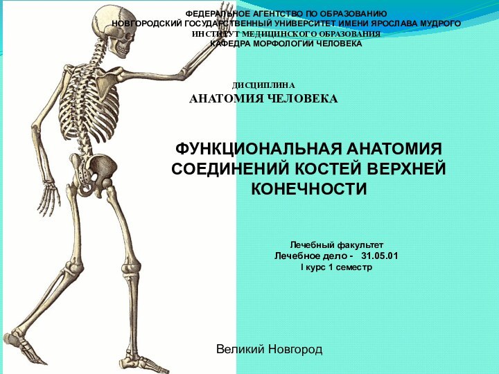 ФЕДЕРАЛЬНОЕ АГЕНТСТВО ПО ОБРАЗОВАНИЮНОВГОРОДСКИЙ ГОСУДАРСТВЕННЫЙ УНИВЕРСИТЕТ ИМЕНИ ЯРОСЛАВА МУДРОГОИНСТИТУТ МЕДИЦИНСКОГО ОБРАЗОВАНИЯКАФЕДРА МОРФОЛОГИИ