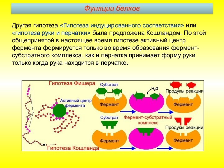 Другая гипотеза «Гипотеза индуцированного соответствия» или «гипотеза руки и перчатки» была предложена