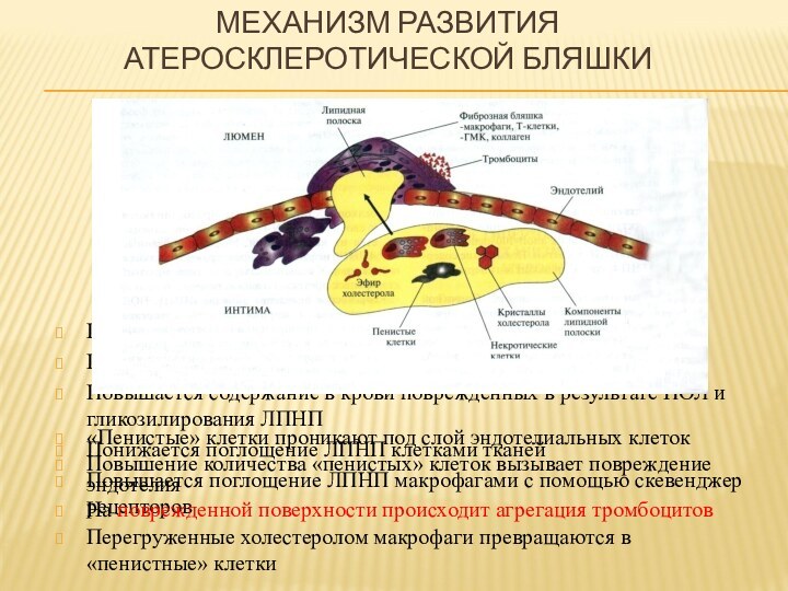 МЕХАНИЗМ РАЗВИТИЯ  АТЕРОСКЛЕРОТИЧЕСКОЙ БЛЯШКИПовышается содержание ЛПНП в кровиПовышается время жизни ЛПНППовышается