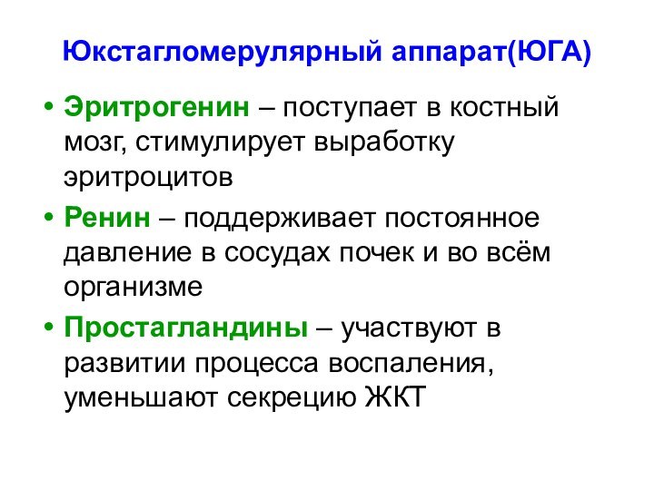 Юкстагломерулярный аппарат(ЮГА)Эритрогенин – поступает в костный мозг, стимулирует выработку эритроцитовРенин – поддерживает