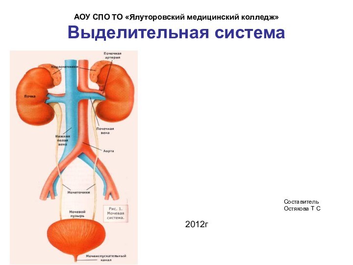 АОУ СПО ТО «Ялуторовский медицинский колледж» Выделительная система