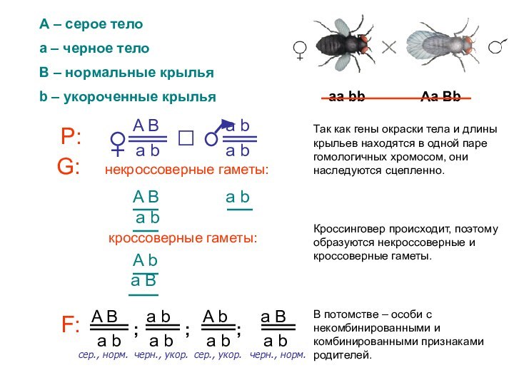 А – серое телоа – черное телоВ – нормальные