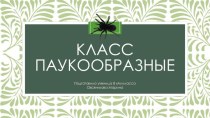 Класс Паукообразные