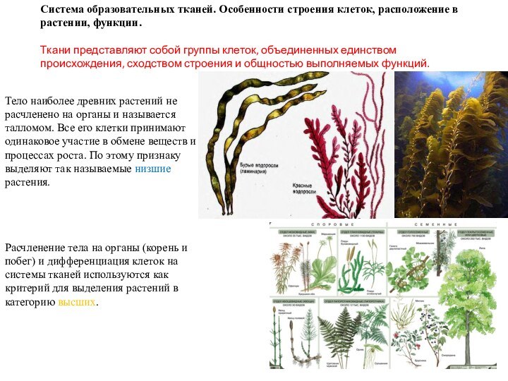 Система образовательных тканей. Особенности строения клеток, расположение в растении, функции.