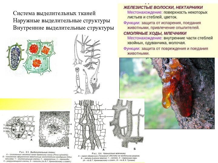 Система выделительных тканей Наружные выделительные структуры Внутренние выделительные структуры