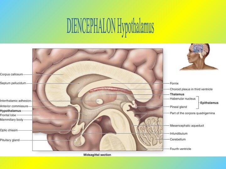 DIENCEPHALON Hypothalamus