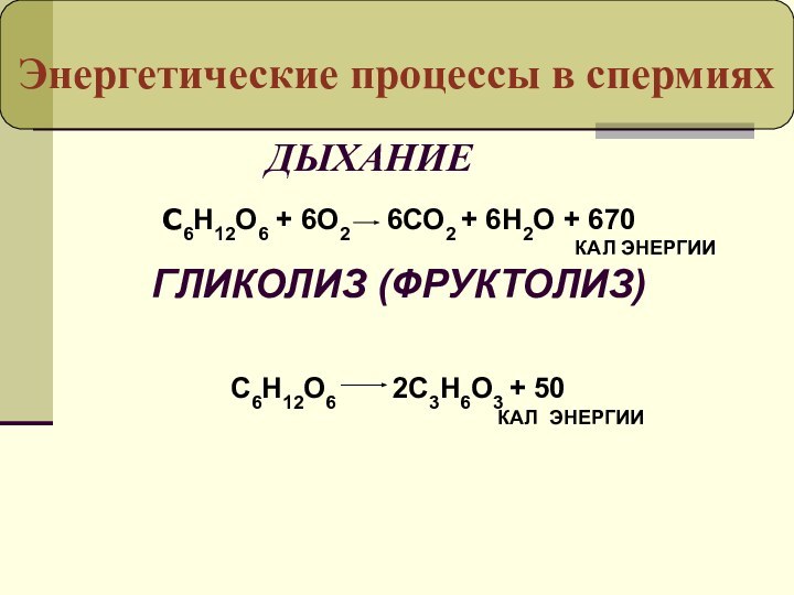 Энергетические процессы в спермиях ДЫХАНИЕС6Н12О6 + 6О2   6СО2 + 6Н2О