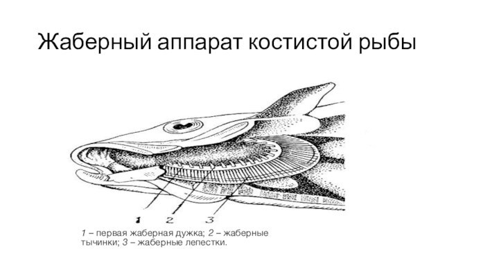 Жаберный аппарат костистой рыбы1 – первая жаберная дужка; 2 – жаберные тычинки; 3 – жаберные лепестки.