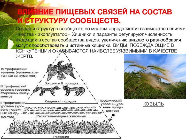 Состав и структура сообществ во многом определяется взаимоотношениями «жертва - эксплуататор». Хищники