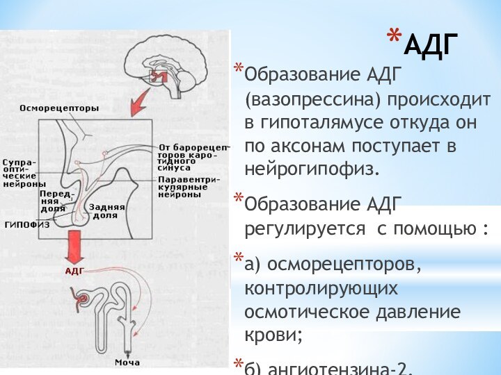 АДГОбразование АДГ (вазопрессина) происходит в гипоталямусе откуда он по аксонам поступает в