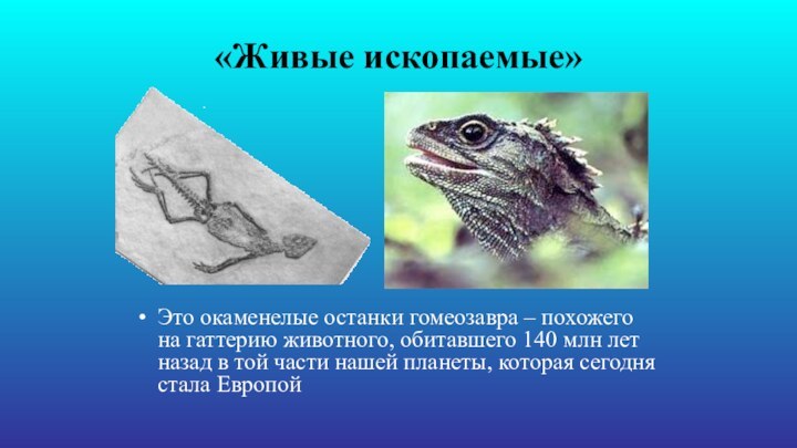 «Живые ископаемые»Это окаменелые останки гомеозавра – похожего на гаттерию животного, обитавшего 140