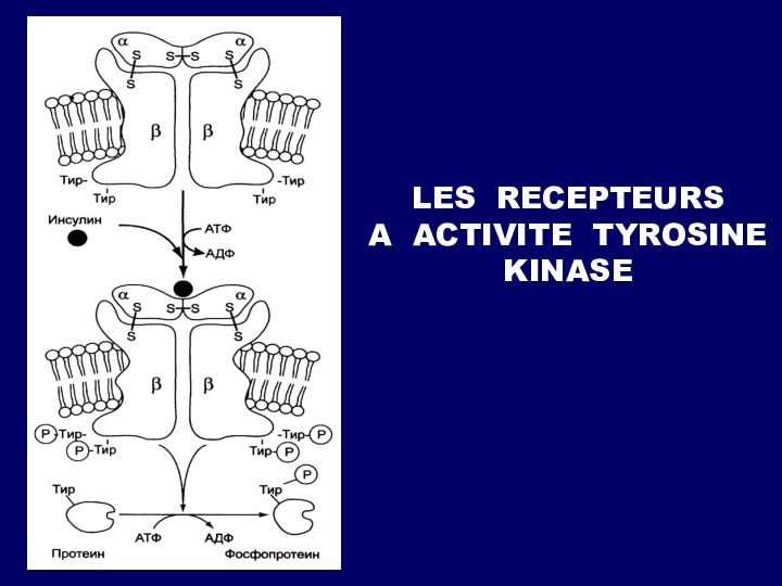 LES RECEPTEURS  A ACTIVITE TYROSINE KINASE