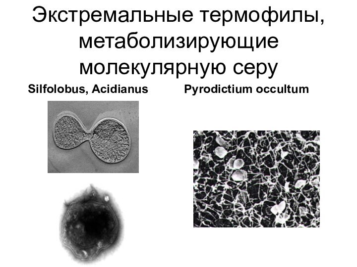 Экстремальные термофилы, метаболизирующие молекулярную серуSilfolobus, AcidianusPyrodictium occultum