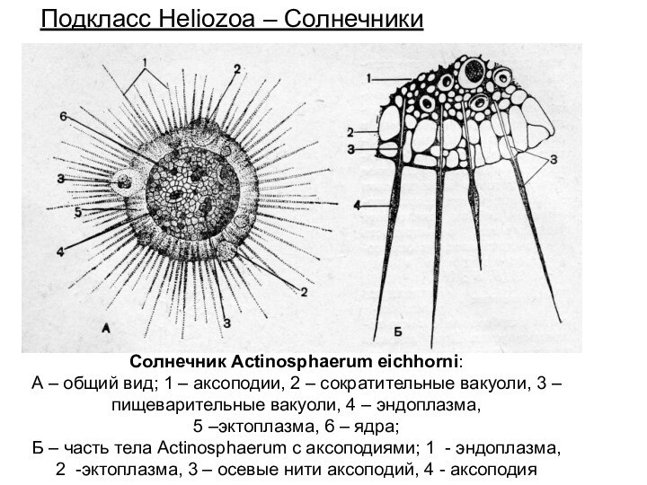 Солнечник Actinosphaerum eichhorni: А – общий вид; 1 – аксоподии, 2 –