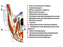 Кости основания черепа. Флегмоны
