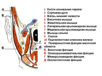 Кости основания черепа. Флегмоны