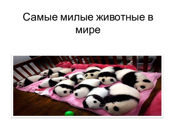 Самые милые животные в мире