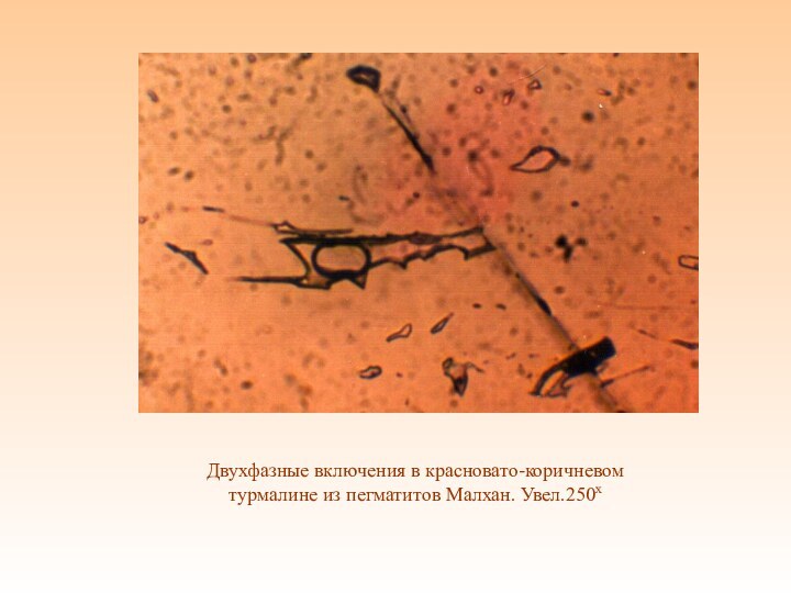 Двухфазные включения в красновато-коричневом турмалине из пегматитов Малхан. Увел.250х