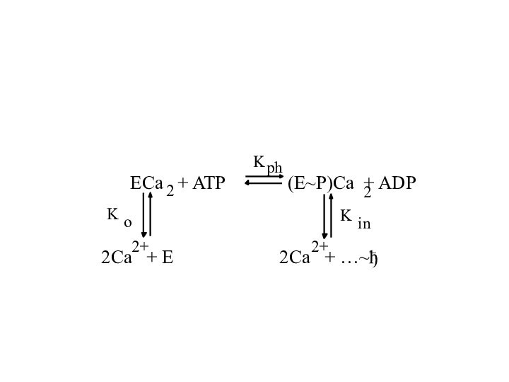 Kph2Ca  + …~ђ(E~P)Ca + ADP22Ca  + E2+2+Kin