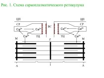 Саркоплазматический ретикулум. Работа Са-АТФазы