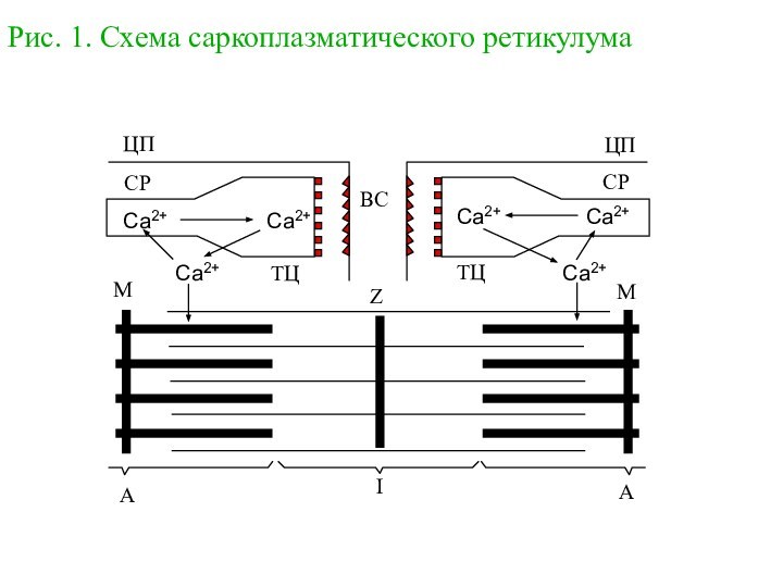 Рис. 1. Схема саркоплазматического ретикулумаCa2+Ca2+Ca2+Ca2+Ca2+Ca2+ВССРЦПТЦТЦЦПСРZMMIAA