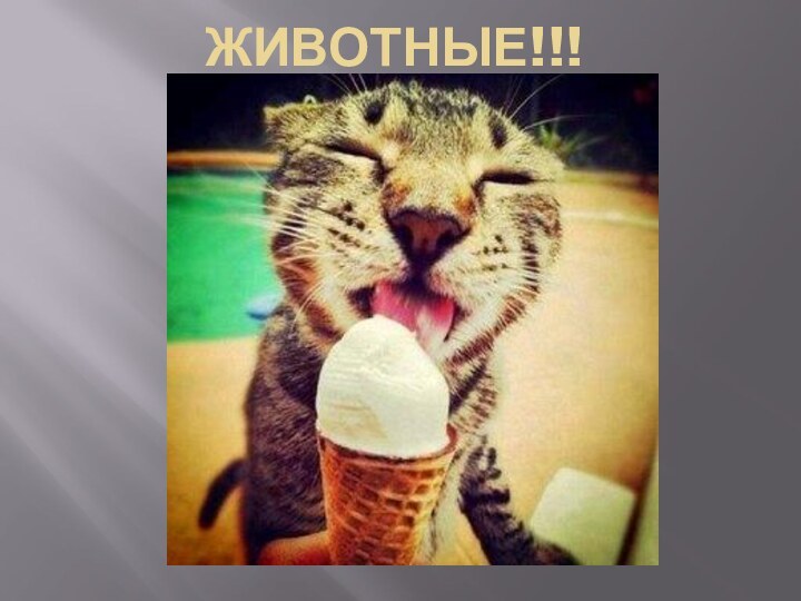 ЖИВОТНЫЕ!!!