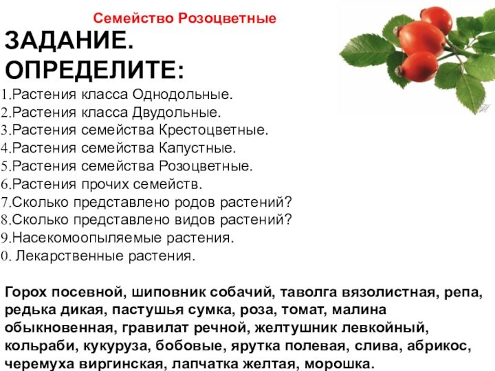 Семейство Розоцветные ЗАДАНИЕ.ОПРЕДЕЛИТЕ:Растения класса Однодольные.Растения класса Двудольные.Растения семейства Крестоцветные.Растения семейства Капустные.Растения семейства