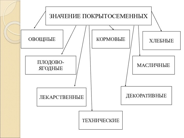 ЗНАЧЕНИЕ ПОКРЫТОСЕМЕННЫХОВОЩНЫЕПЛОДОВО-ЯГОДНЫЕКОРМОВЫЕТЕХНИЧЕСКИЕМАСЛИЧНЫЕДЕКОРАТИВНЫЕЛЕКАРСТВЕННЫЕХЛЕБНЫЕ